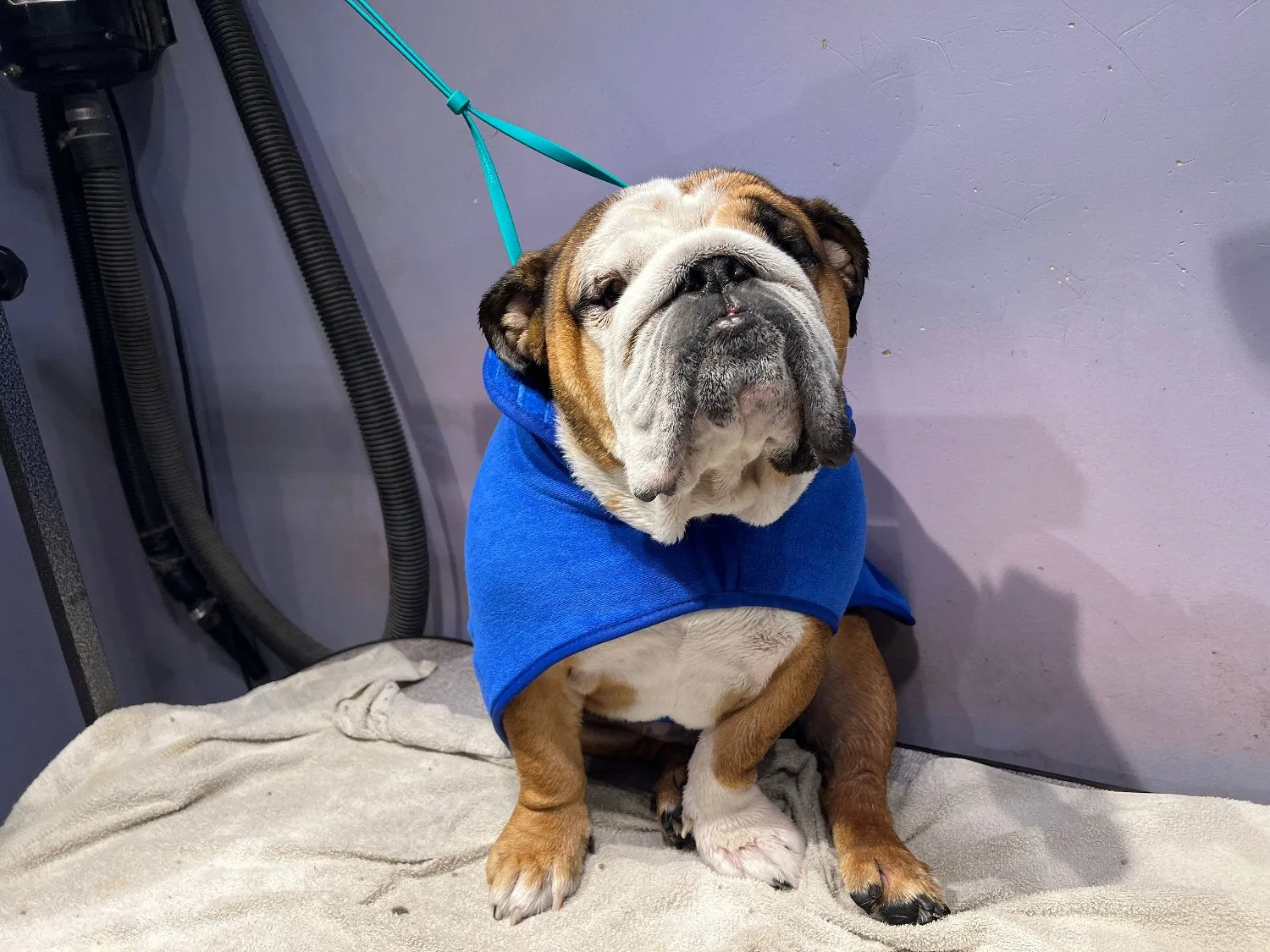 Greyhound: Ultra Pet Drying Robes